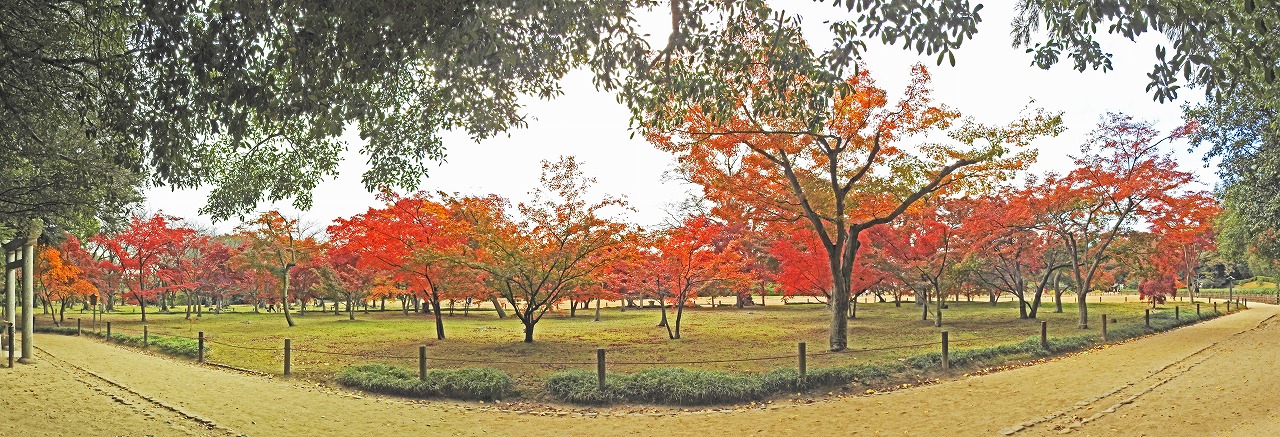 20191126 後楽園今日の午後の園内千入の森の紅葉の様子ワイド風景 (1)