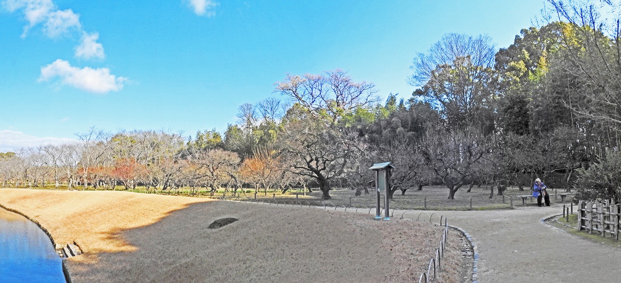 20200105 後楽園今日の園内茶祖堂側から眺めた梅林の花の様子ワイド風景 (1)