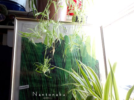Nantonaku 太陽の光が少し柔らかくなった　観葉植物　1