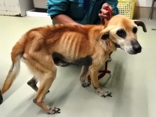 ガリガリで皮膚病の犬が収容されています 宮崎県 棄てられる命をゼロに ２