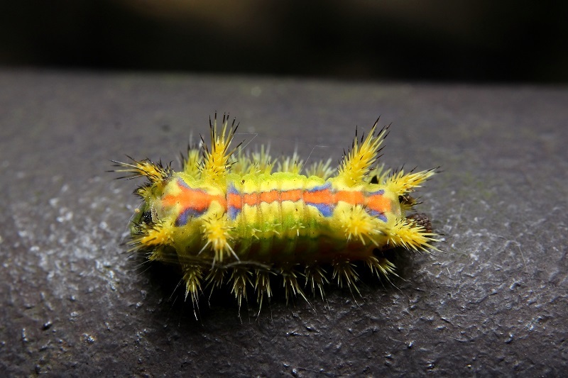 クロシタアオイラガ幼虫s