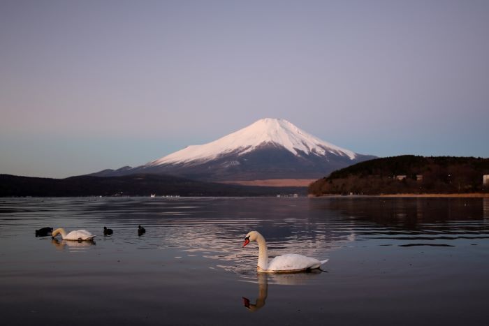 4白鳥富士