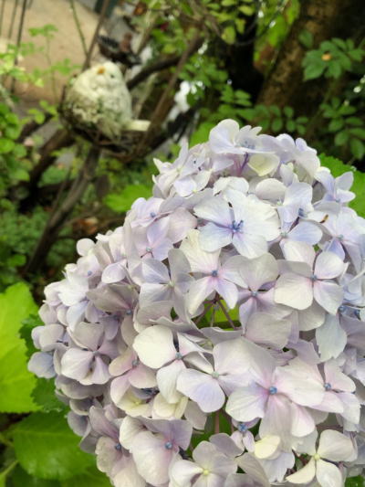 ブログ6月紫陽花