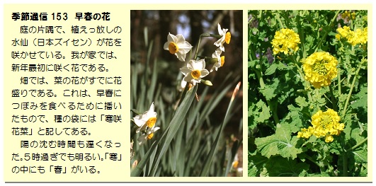 季節通信153早春の花