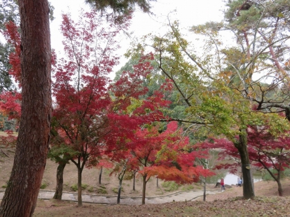 奈良公園の紅葉 (3)
