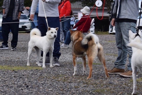 日本犬保存会展覧会 紀州犬
