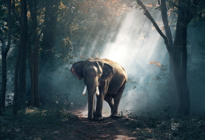 elephant-1822636_1920.jpg