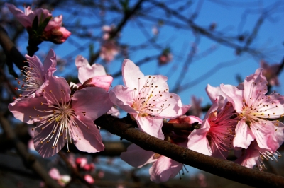 plum-blossom-283115_1920.jpg