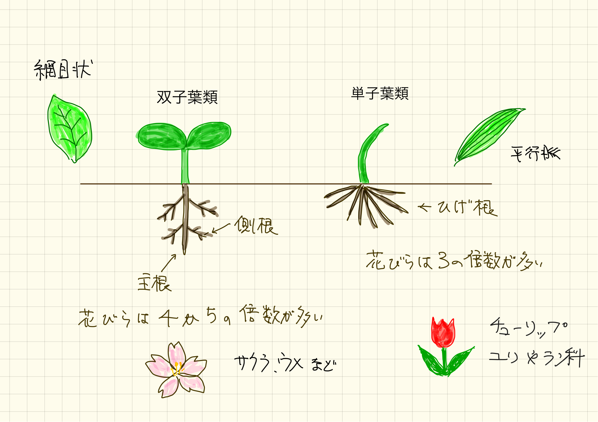 チューリップの花びらは何枚 他の科や樹木全般の話