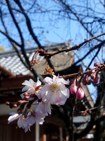 平野神社十月桜2202