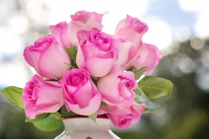pink-roses-2191636_1280.jpg