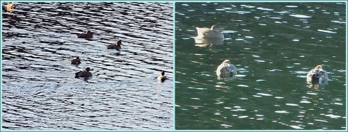 宝山湖の鴨