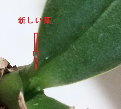 マイクロ胡蝶蘭　1月　メネデール　葉水