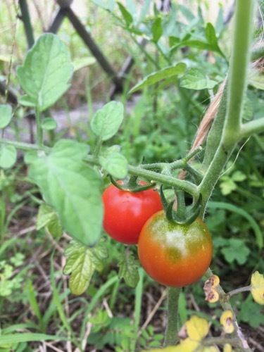 tomato200703-1