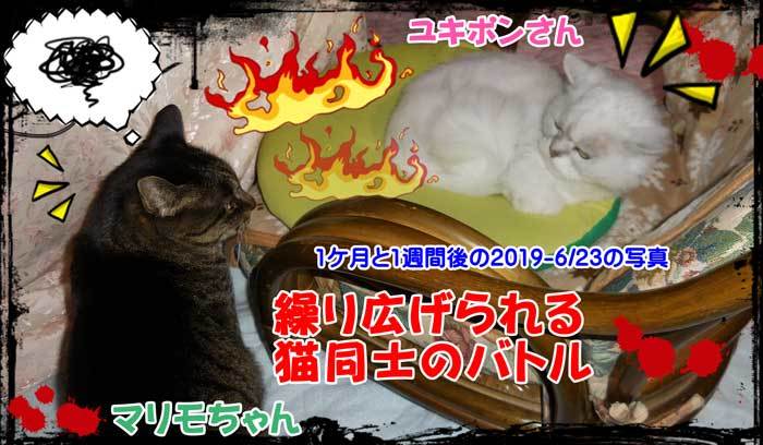2020-02-22-Sat-06-喧嘩する猫同士_DSCN9760