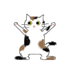 ラジオ体操猫