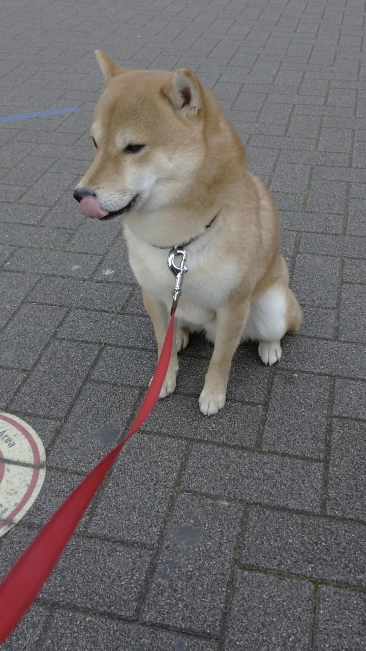 日本国民の合言葉は、『霞が関をぶっ壊せ！』　～　安倍応援団の方々に欠けているのは、「飼い犬」に対する“躾（しつけ）”のやり方です（笑）
