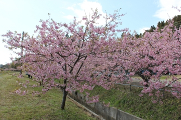 R02022403布施の千本桜