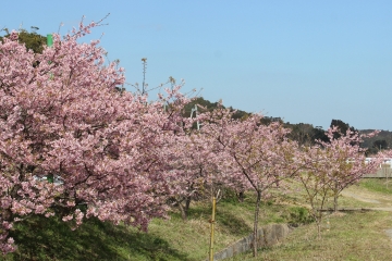 R02022404布施の千本桜