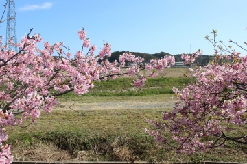 R02022407布施の千本桜