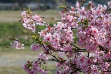 R02022408布施の千本桜