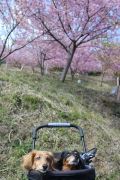 R02022411布施の千本桜