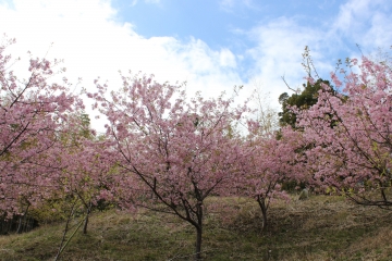 R02022415布施の千本桜