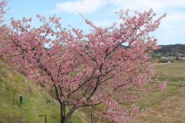 R02022416布施の千本桜