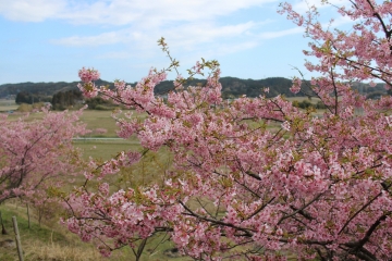 R02022417布施の千本桜