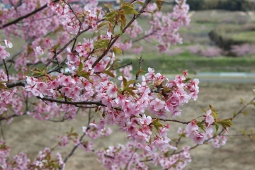 R02022418布施の千本桜