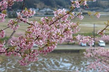 R02022419布施の千本桜