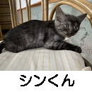 シン