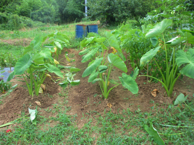 200812里芋の追肥と土寄せ