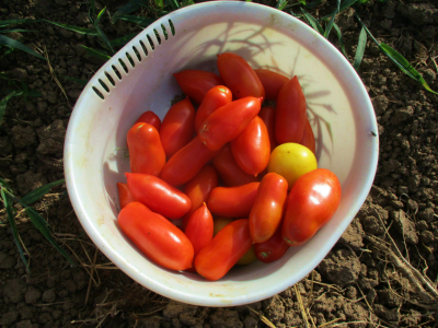 200816トマト収穫１