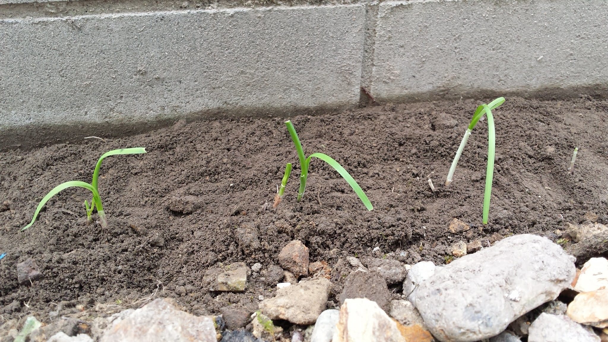 ダイソーのパーライトで庭の土壌改良をしよう スープdeスパンク