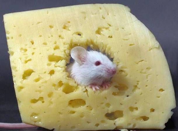 チーズを食べる ハムスター
