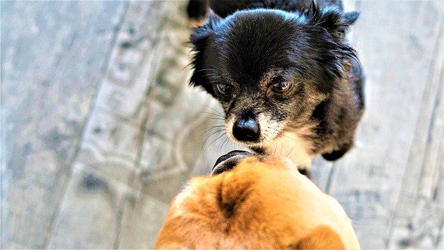 犬同士が出会ったとき、お互いのお尻のにおいをクンクン嗅ぐのは何故？