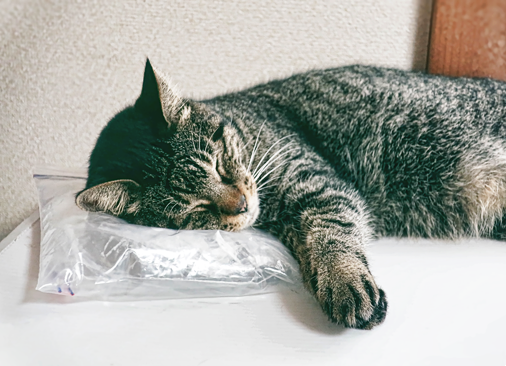 水枕をする猫