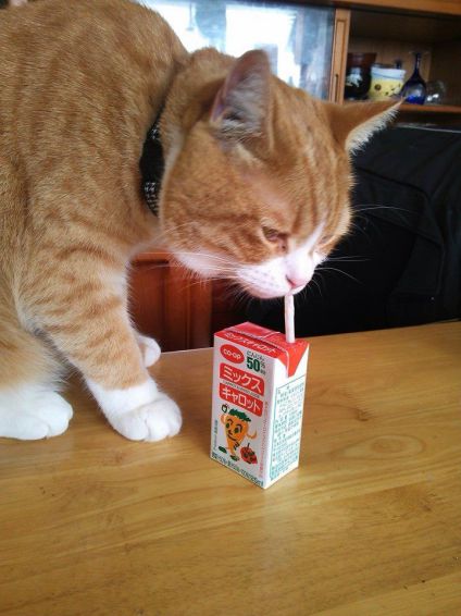 ジュースを飲む 猫
