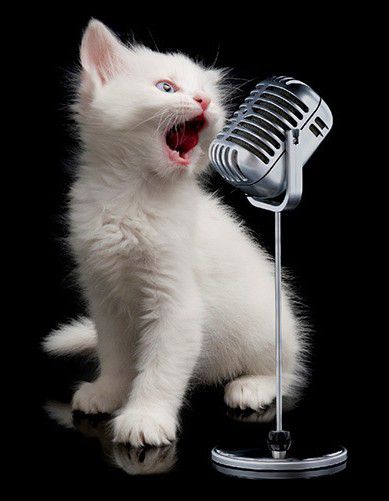 歌う 猫