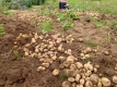 掘り起こしたジャガイモ