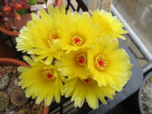 ノトカクタス・青王丸(Notocactus ottonis)、凄まじく花付きの良い優良品、満開花中♪2020.05.31