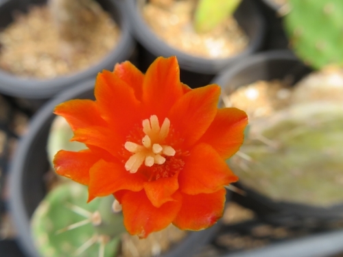 団扇サボテン・クイテンシス（ジョンソニー）Opuntia quitensis=johnsonii～開花中♪2020.06.06