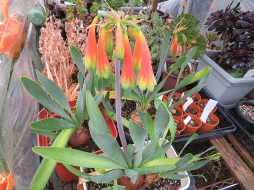 キルタンサス・オブリクス（Cyrtanthus obliquus)、ジャイアントキルタンサス南アフリカ、ケープ州原産、カラフルな花♪2020.06.22