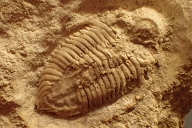 ランキング１位受賞 三葉虫 化石 三葉虫化石 究極のレトロ fossil