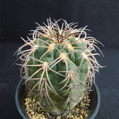 190201--DSC_0181--spegazzinii ssp sarkae--KFF 1304--Salta 1968m--ex Cactus Hobby