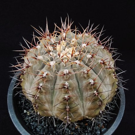 190911--DSC_3150--esperanzae--CH 1417--ex cactus - Hobby