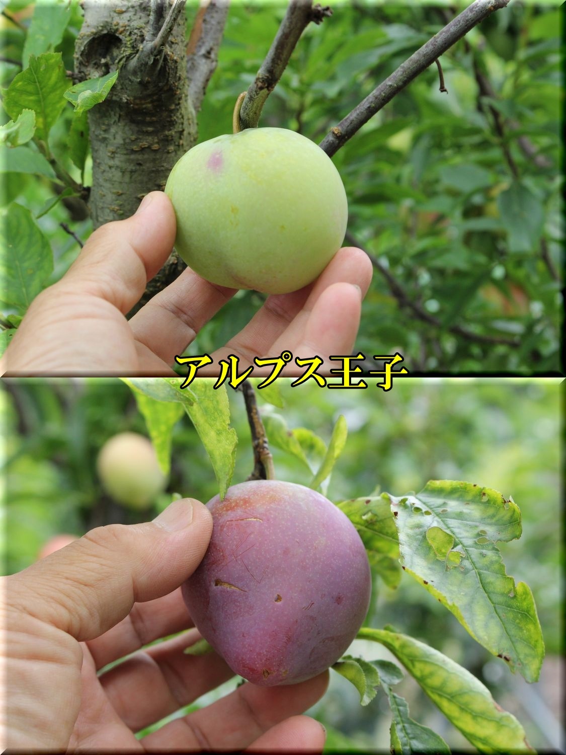 スモモ ウイークエンド果樹栽培 トピックス